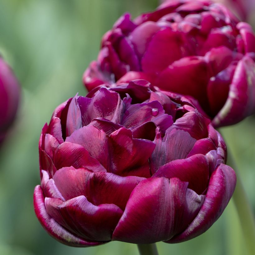 Tulipano Doppio Tardivo Mix (Fioritura)