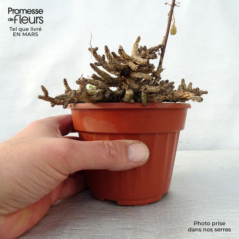 Tylecodon bucholzianus Pot de 13 cm esemplare consegnato in primavera