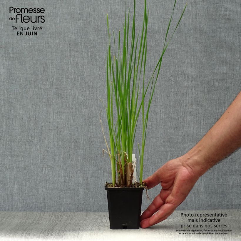 Esemplare di Typha latifolia - Lisca maggiore Vasetto da 8/9 cm consegnato in estate