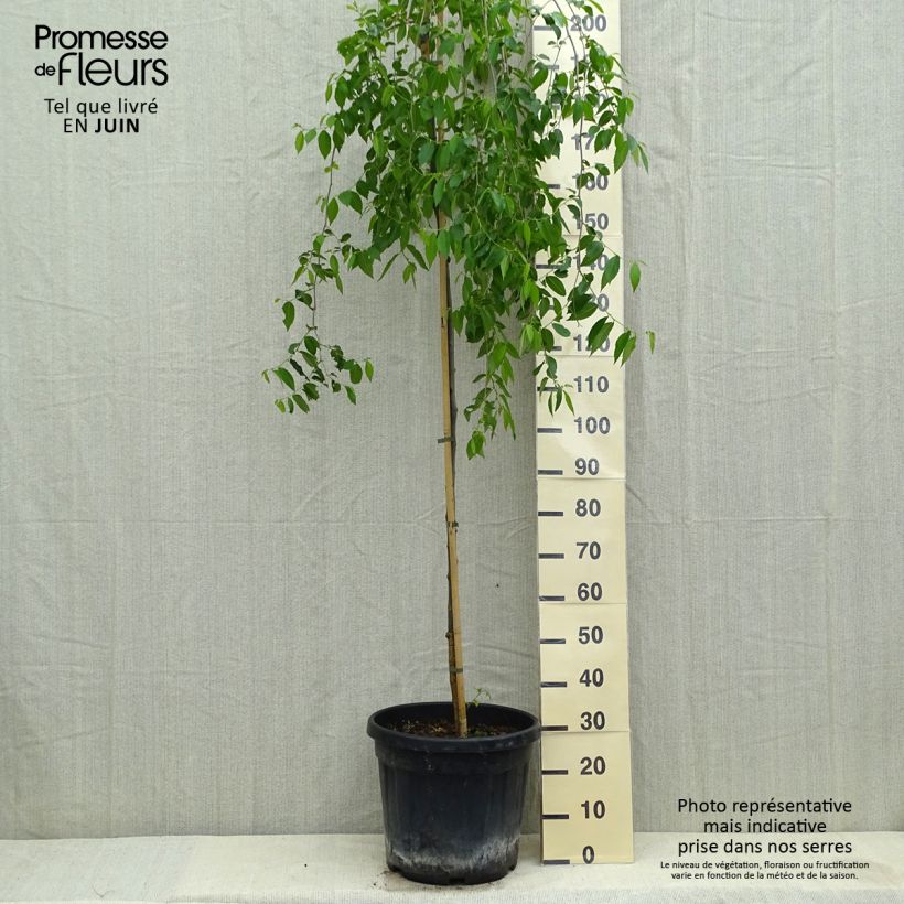 Esemplare di Ulmus carpinifolia Pendula - Olmo piangente Vaso da 30L/35L consegnato in estate