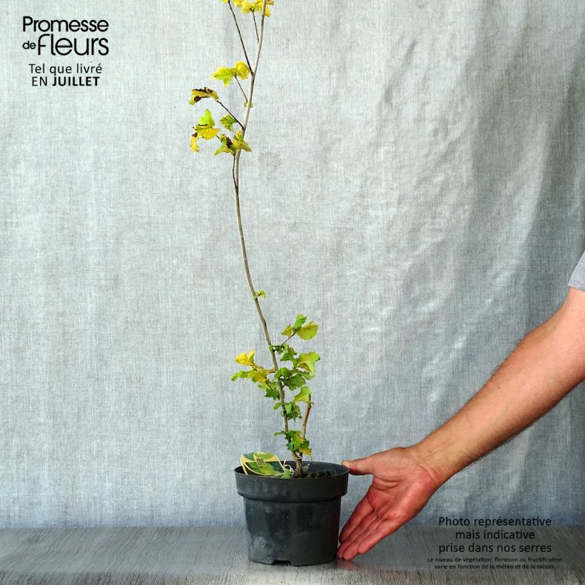 Esemplare di Ulmus hollandica Wredei - Olmo dorato Vaso da 3L/4L consegnato in estate
