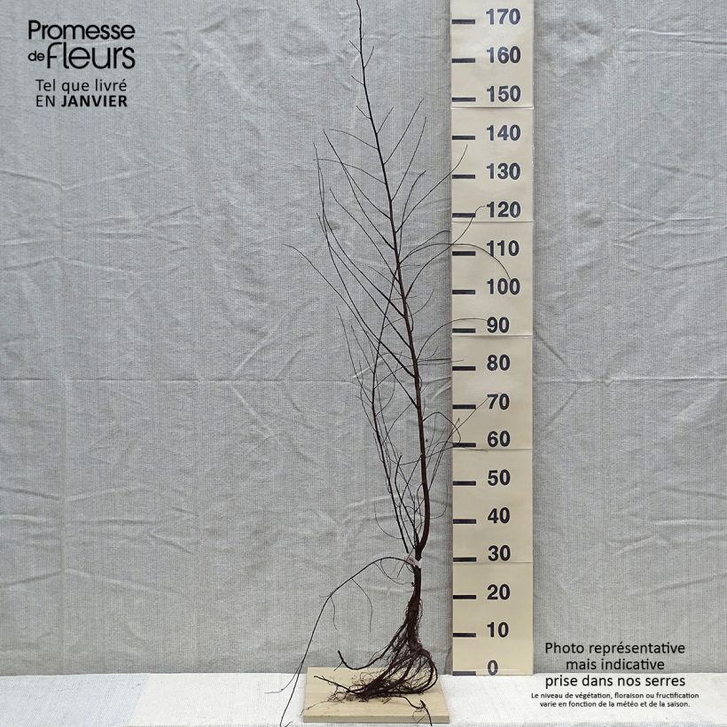 Ulmus minor - Olmo comune Piante piccole a radice nuda esemplare consegnato in inverno