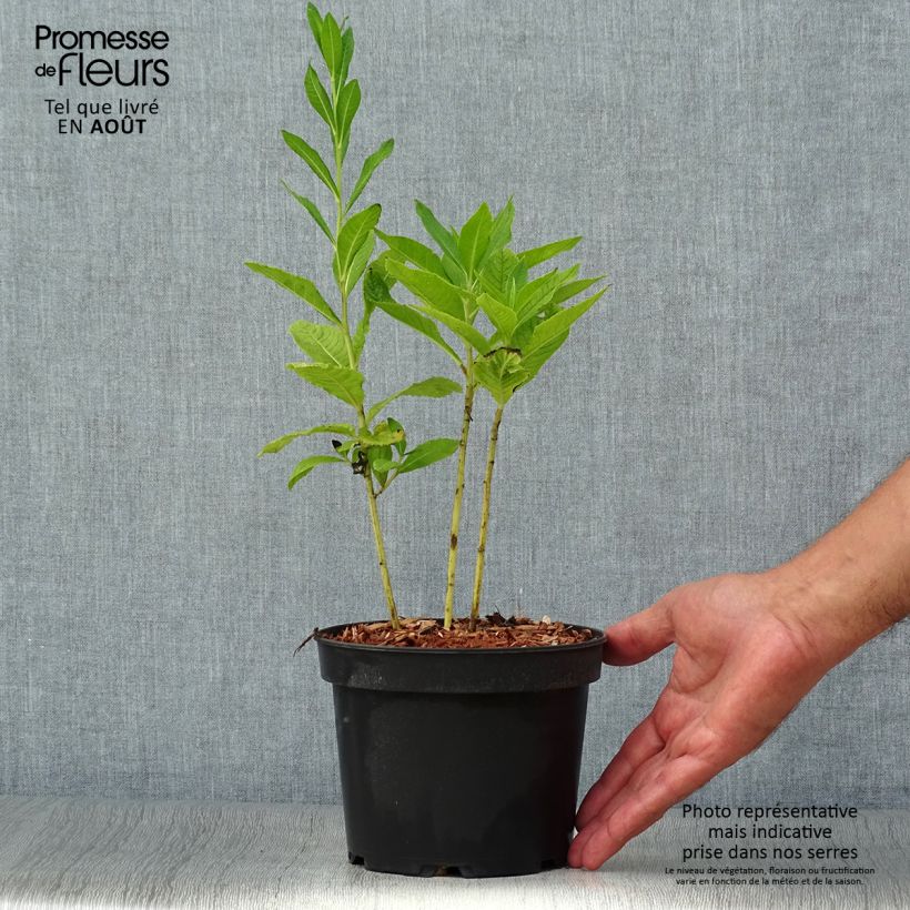 Esemplare di Vernonia noveboracensis White Lightning Vaso da 2L/3L consegnato in estate