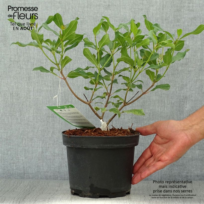 Esemplare di Viburnum davidii Jermyns Globe Vaso da 3L/4L consegnato in estate