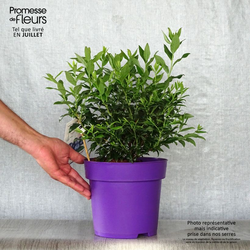 Esemplare di Mirtillo gigante americano - Hortblue Petite Vaso da 2L/3L, A cespuglio consegnato in estate