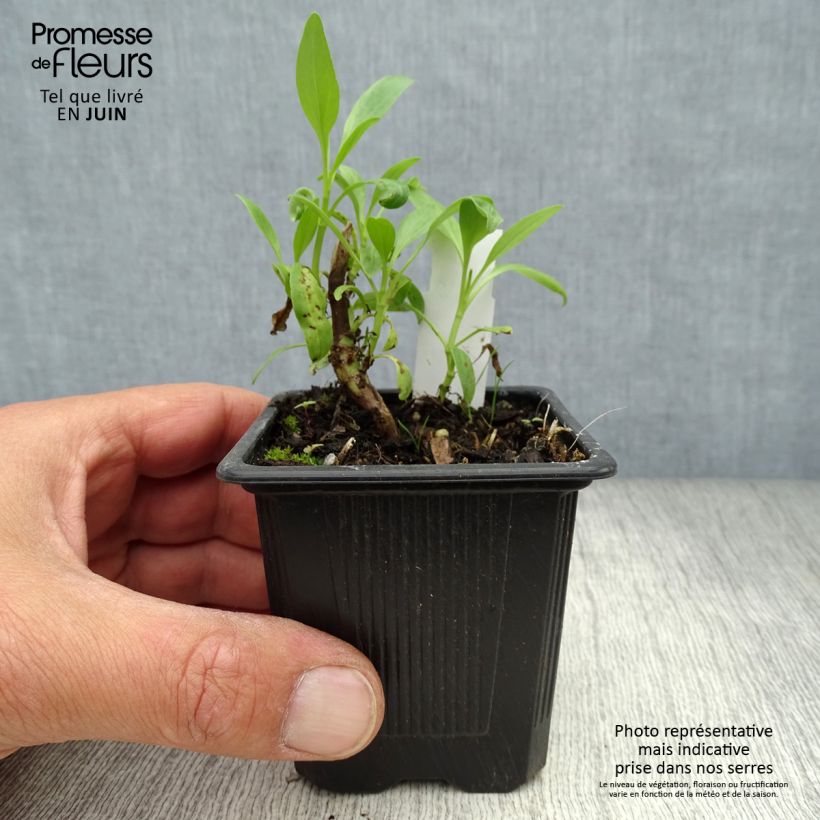 Esemplare di Centranthus ruber Albus - Valeriana bianca Vasetto da 8/9 cm consegnato in estate