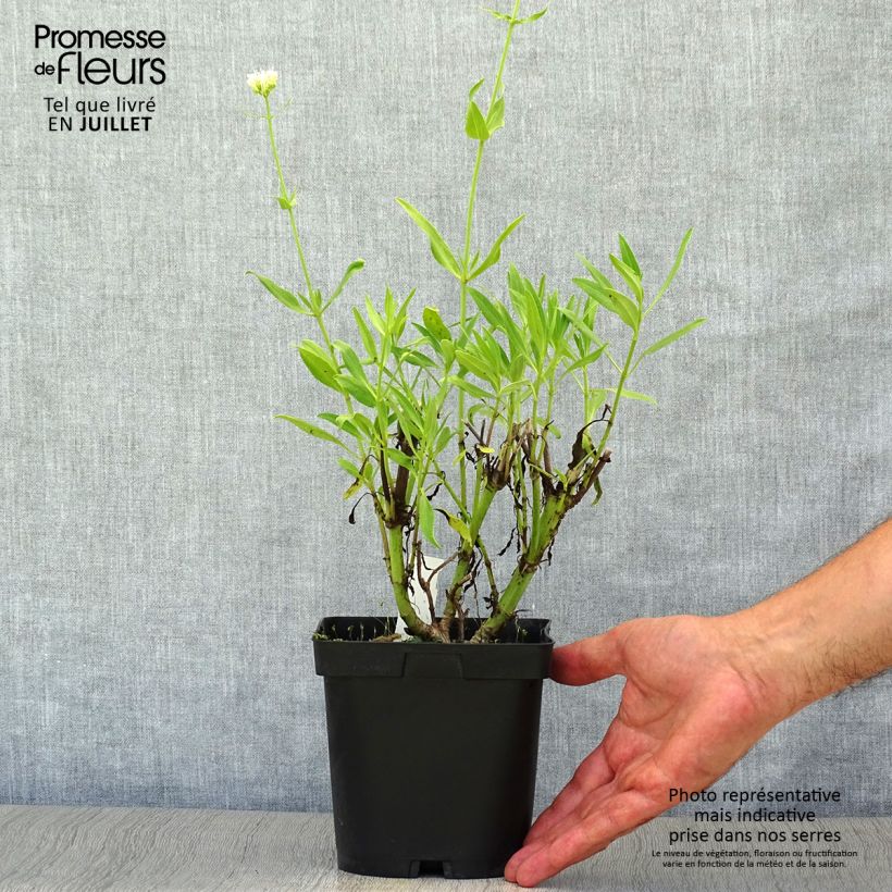 Esemplare di Centranthus ruber Albus - Valeriana bianca Vaso da 2L/3L consegnato in estate