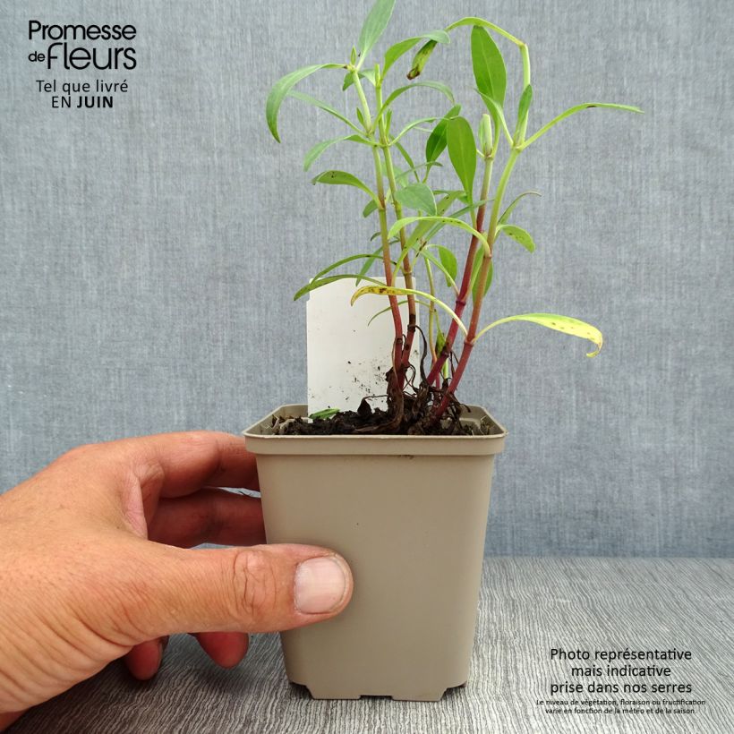 Esemplare di Centranthus ruber - Valeriana rossa Vasetto da 8/9 cm consegnato in estate