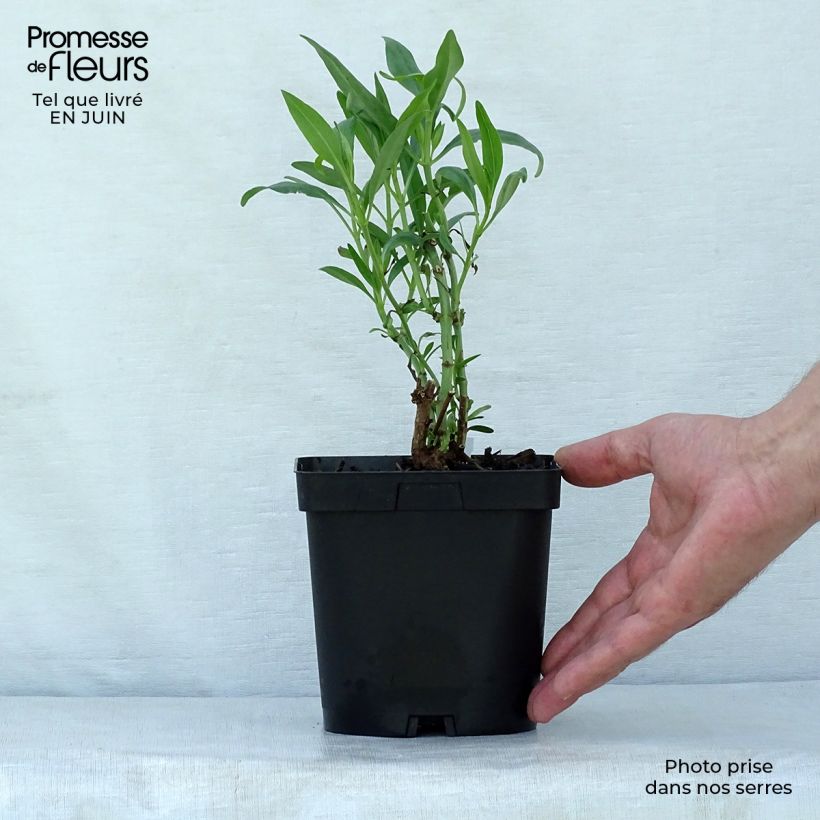 Esemplare di Centranthus ruber - Valeriana rossa Vaso da 2L/3L consegnato in estate