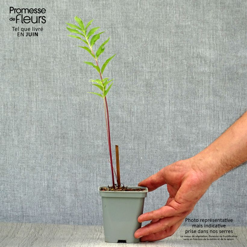 Esemplare di Valeriana officinalis - Valeriana comune Vasetto da 8/9 cm consegnato in estate