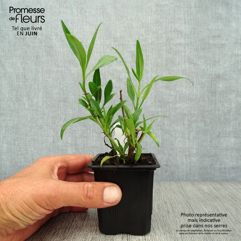Esemplare di Centranthus ruber Coccineus - Valeriana rossa Vasetto da 8/9 cm consegnato in estate