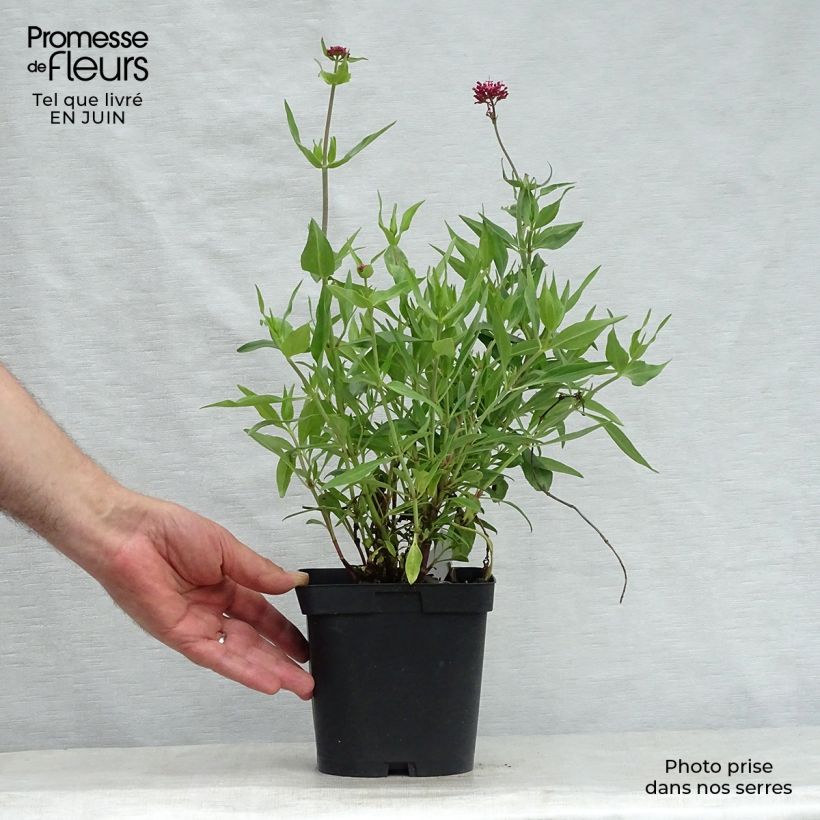 Esemplare di Centranthus ruber Coccineus - Valeriana rossa Vaso da 2L/3L consegnato in estate