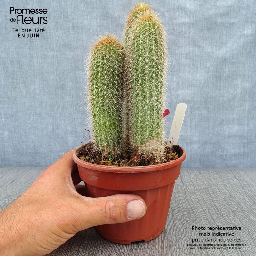 Esemplare di Vatricania guentheri - Cactus cierge Pot de 12 cm / 13 cm consegnato in estate