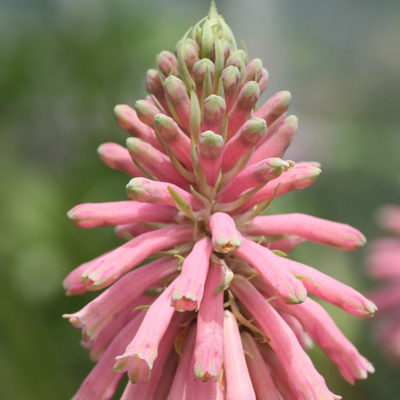 Veltheimia bracteata (Fioritura)