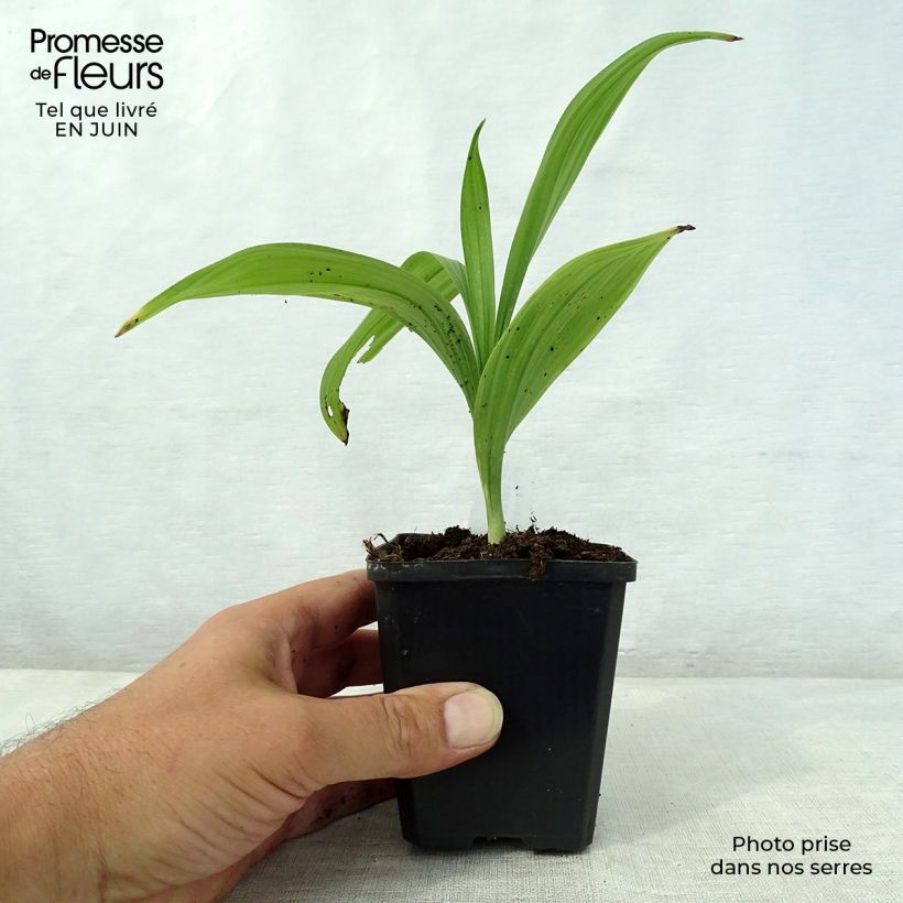 Esemplare di Veratrum nigrum - Veratro nero Vasetto da 8/9 cm consegnato in estate