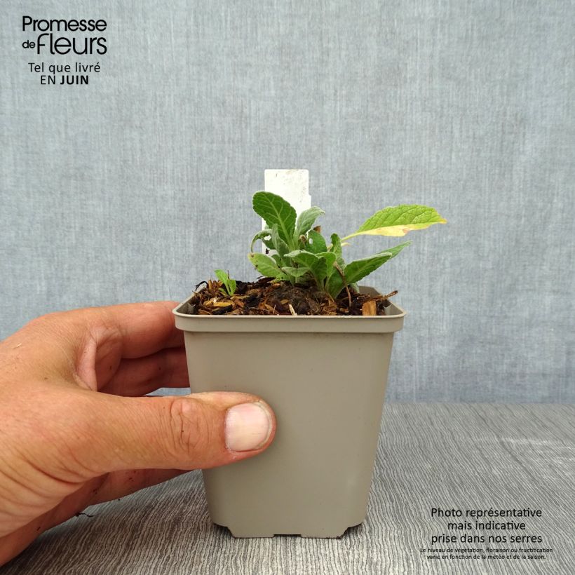 Esemplare di Verbascum Rosie - Verbasco Vasetto da 8/9 cm consegnato in estate