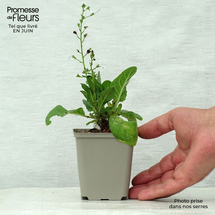 Esemplare di Verbascum Sugar Plum - Verbasco Vasetto da 8/9 cm consegnato in estate