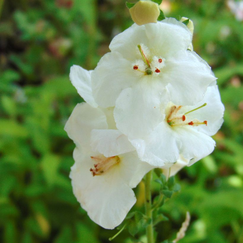 Verbascum chaixii White Domino - Verbasco di Chaix (Fioritura)