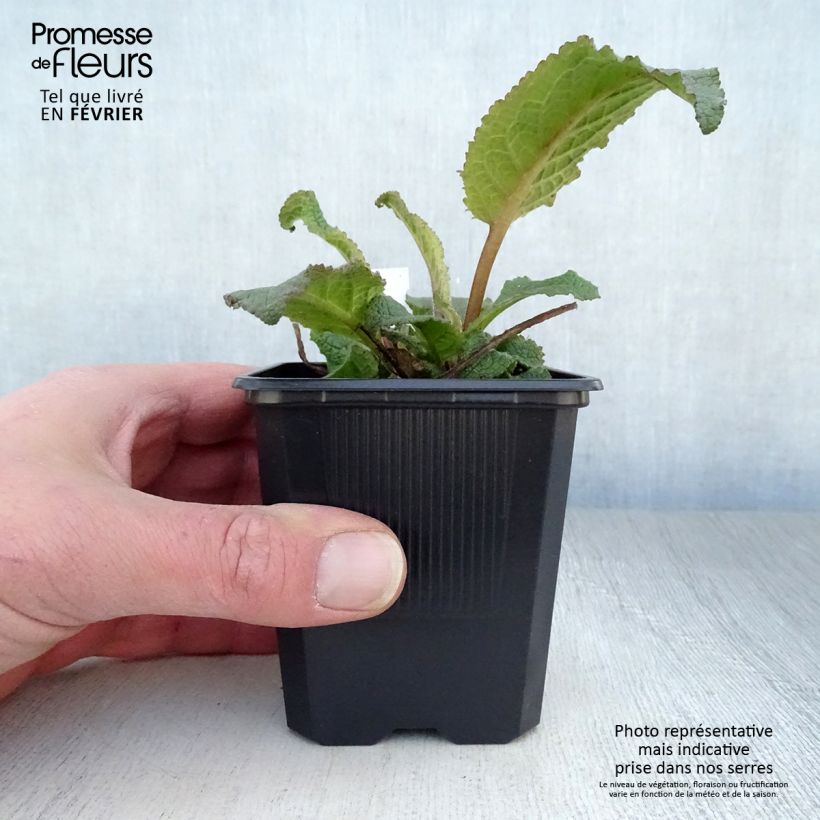 Verbascum Southern Charm - Verbasco Vasetto da 8/9 cm esemplare consegnato in inverno