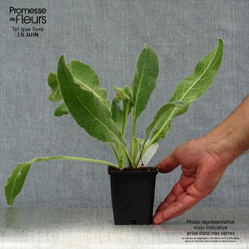 Esemplare di Verbascum phlomoides Spica - Verbasco barbarastio Vasetto da 8/9 cm consegnato in estate