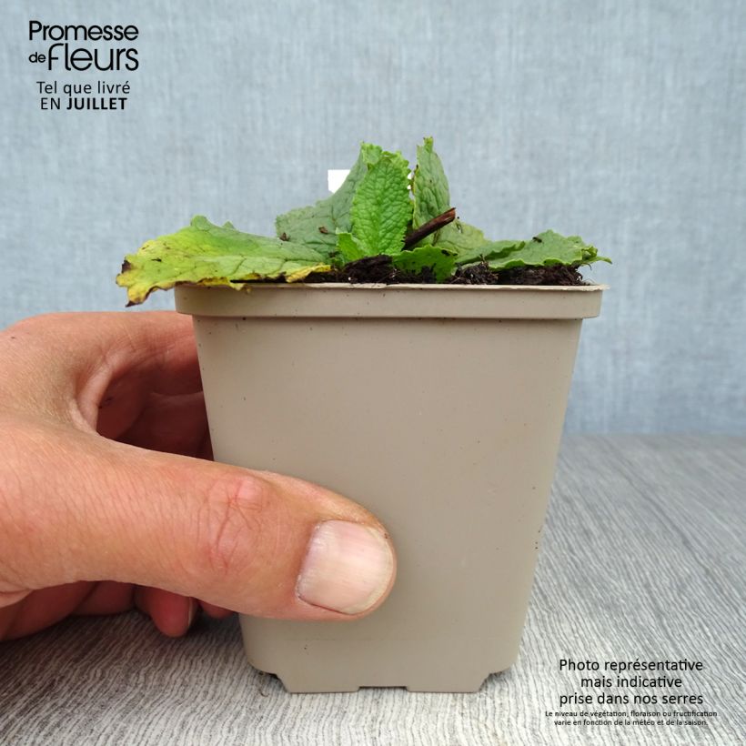 Esemplare di Verbascum phoeniceum Flush of White - Verbasco porporino Vasetto da 8/9 cm consegnato in estate