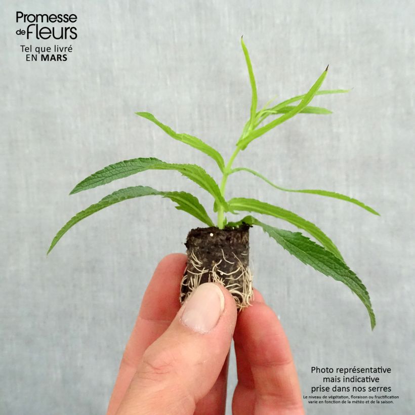 Verbena di Buenos Aires Cloud Mini zolla Ø 1,5/2,5 cm esemplare consegnato in primavera