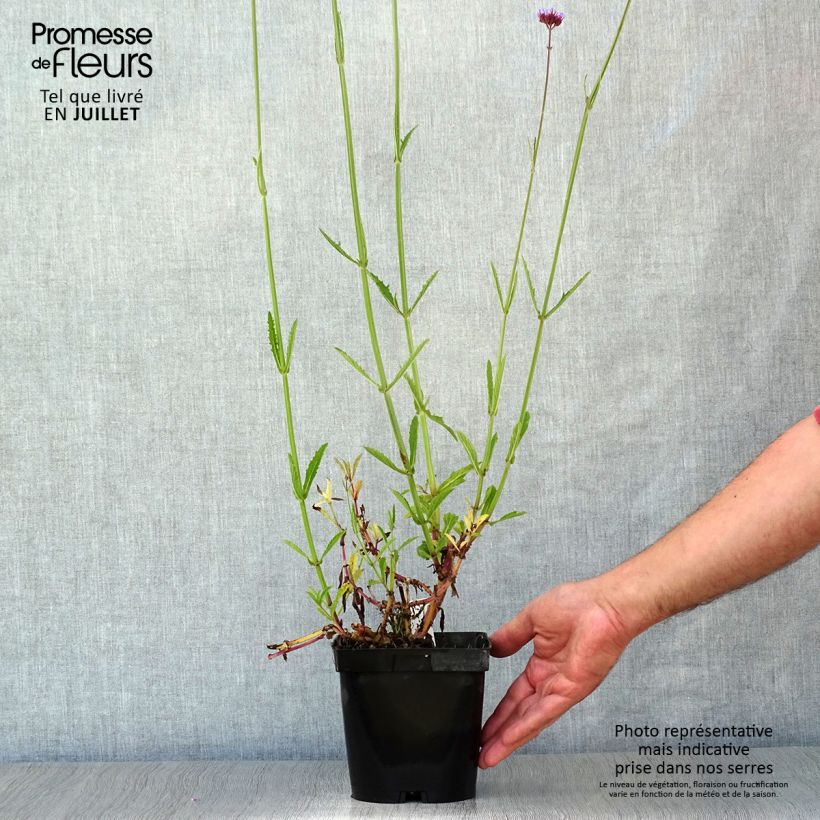Esemplare di Verbena bonariensis - Verbena di Buenos Aires Vaso da 2L/3L consegnato in estate