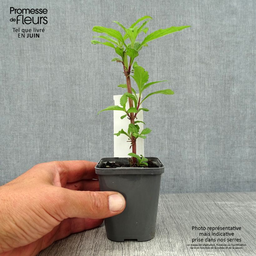 Esemplare di Verbena hastata Blue Spires Vasetto da 8/9 cm consegnato in estate