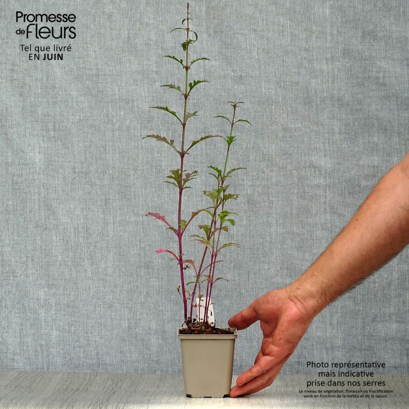 Esemplare di Verbena officinalis Bampton - Verbena comune Vasetto da 8/9 cm consegnato in estate