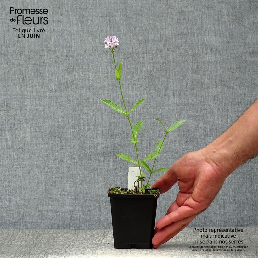 Esemplare di Verbena rigida Polaris Vasetto da 8/9 cm consegnato in estate