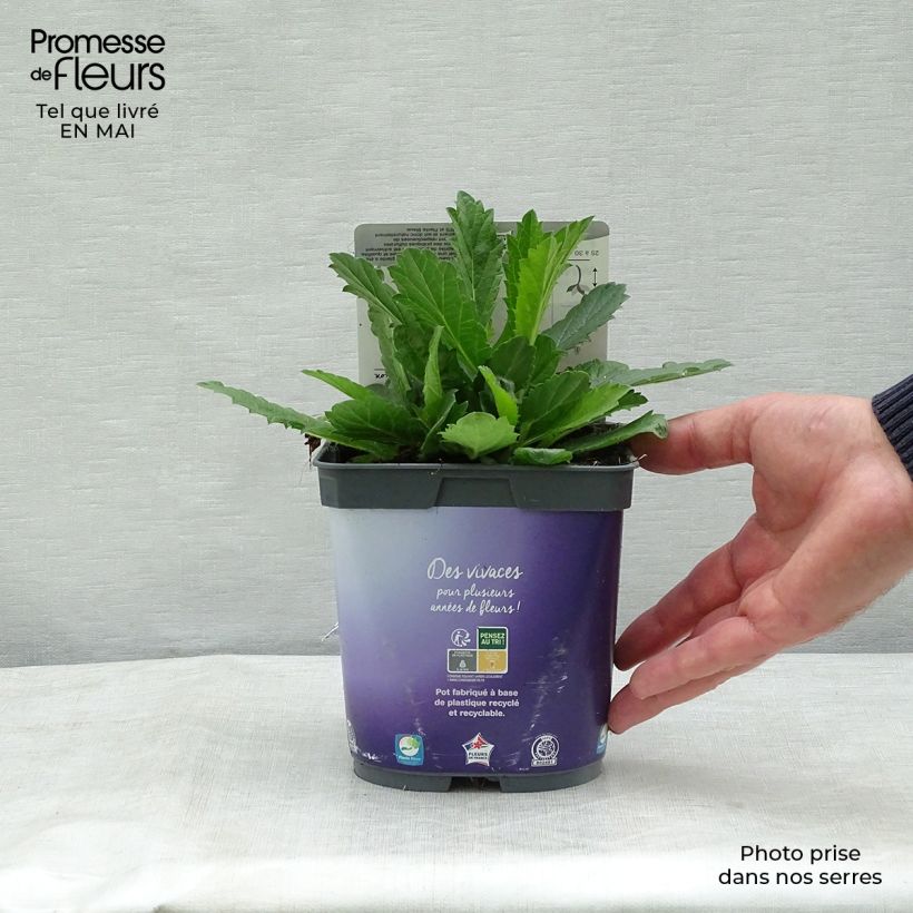 Verbena rigida Venosa Vaso da 2L/3L esemplare consegnato in primavera