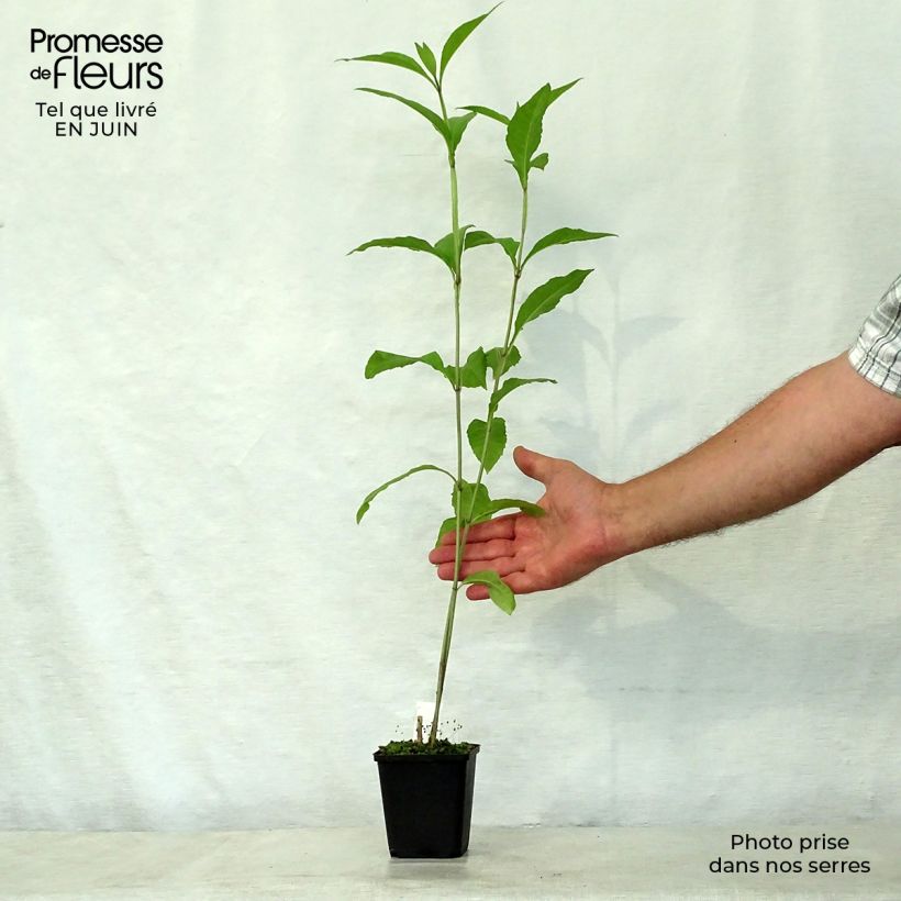 Esemplare di Verbesina alternifolia Vasetto da 8/9 cm consegnato in estate