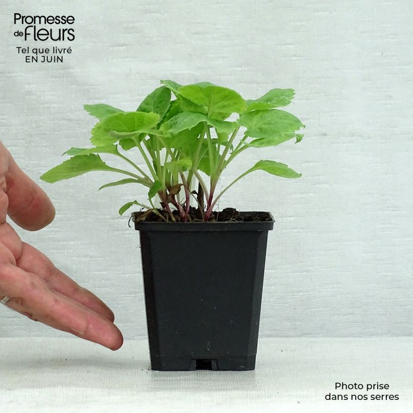 Esemplare di Solidago sphacelata Golden Fleece - Verga d'oror nano Vasetto da 8/9 cm consegnato in estate