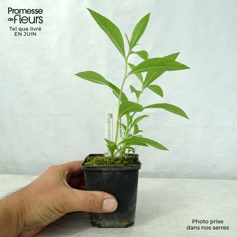 Esemplare di Vernonia crinita Vernonia crinita Vasetto da 8/9 cm consegnato in estate