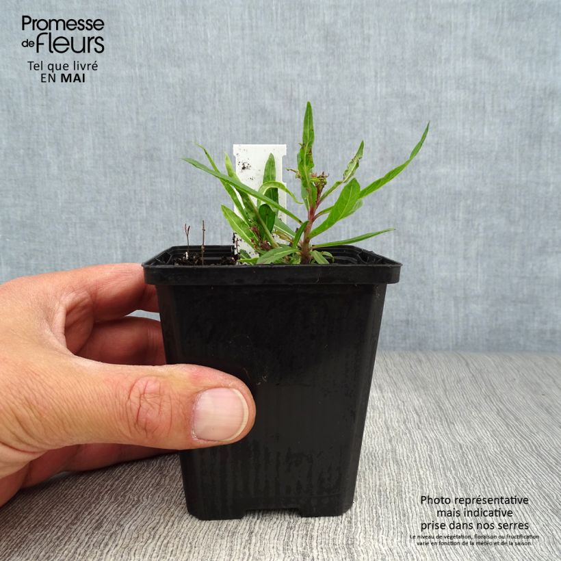 Vernonia lettermannii - Vernone de Letterman Godet de 8/9 cm esemplare consegnato in primavera