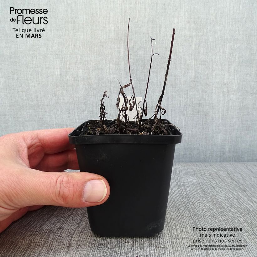 Vernonia lettermannii Vasetto da 8/9 cm esemplare consegnato in inverno