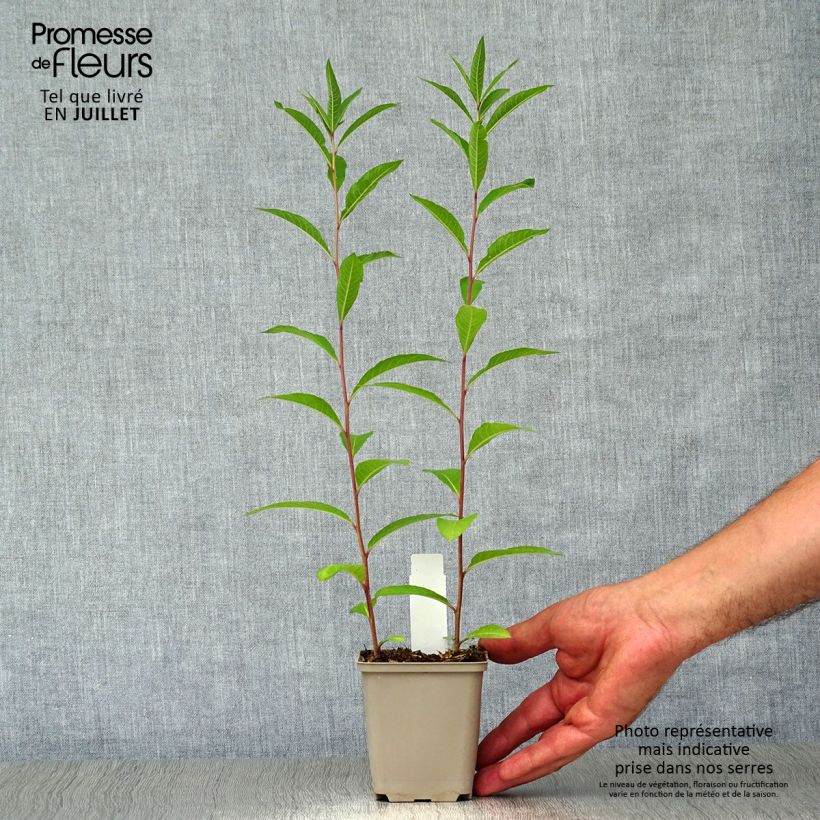 Esemplare di Vernonia noveboracensis Vasetto da 8/9 cm consegnato in estate