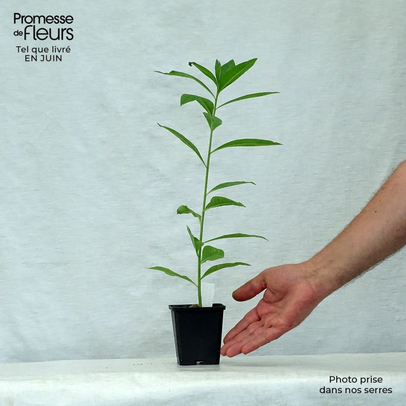 Esemplare di Vernonia noveboracensis White Lightning Vasetto da 8/9 cm consegnato in estate