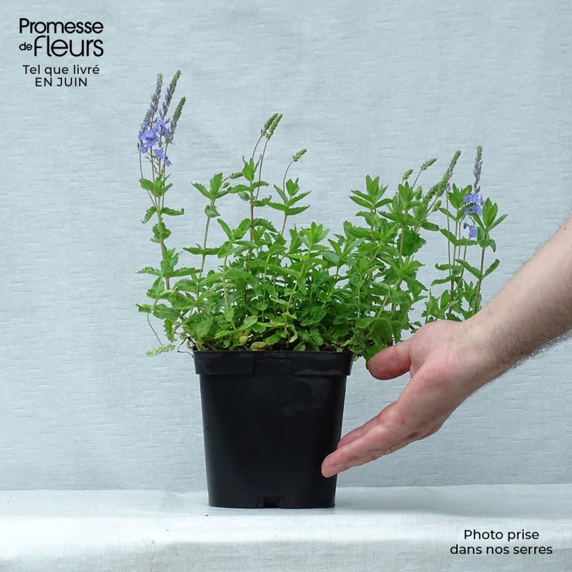 Esemplare di Veronica austriaca Royal Blue - Veronica d'Austria Vaso da 2L/3L consegnato in estate