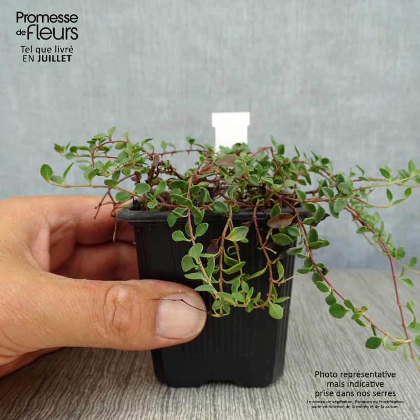 Esemplare di Veronica liwanensis Vasetto da 8/9 cm consegnato in estate