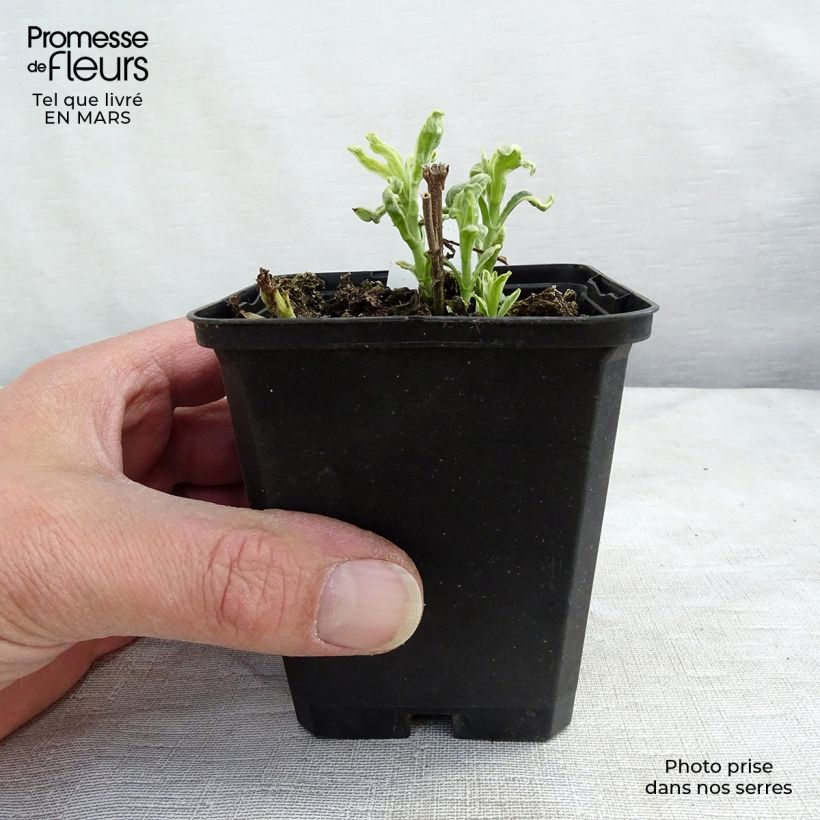 Veronica longifolia Charlotte® - Véronique à grandes feuilles Godet de 8/9 cm esemplare consegnato in primavera