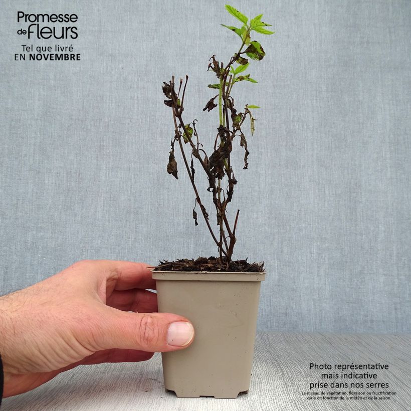 Esemplare di Veronica longifolia Lila Karina Vasetto da 8/9 cm come consegnato in autunno