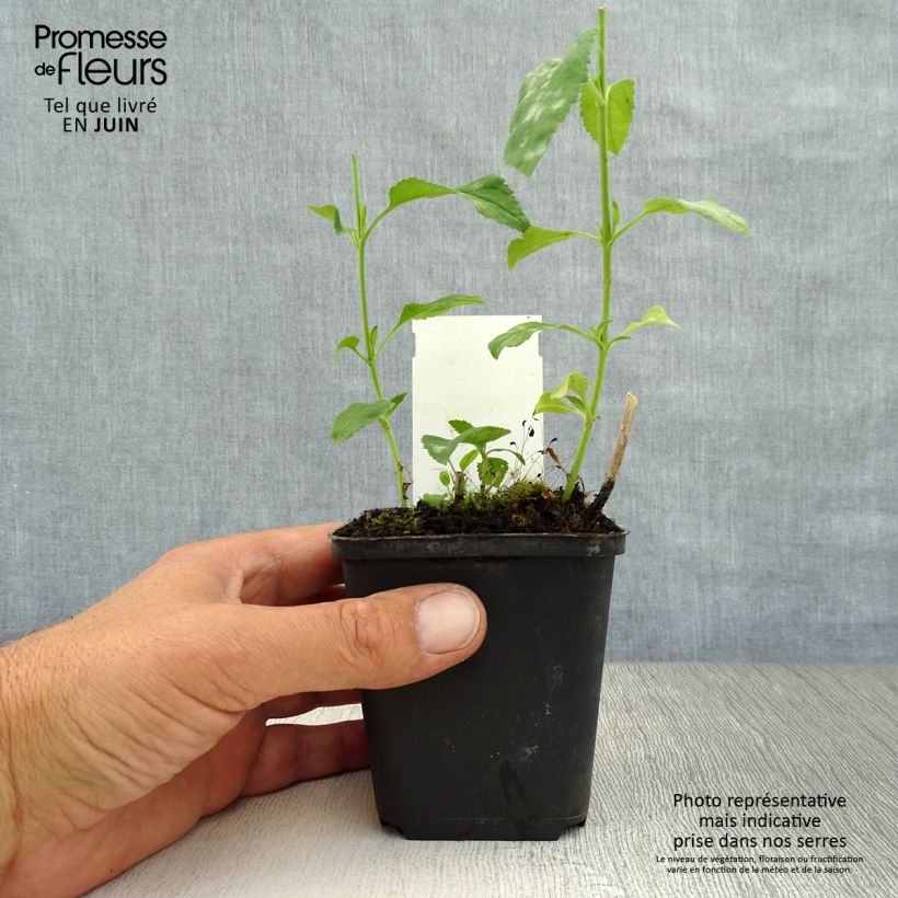 Esemplare di Veronica longifolia Schneeriesin Vasetto da 8/9 cm consegnato in estate