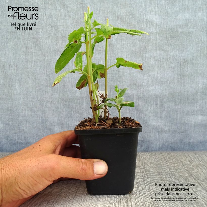 Esemplare di Veronica longifolia - Veronica a foglie lunge Vasetto da 8/9 cm consegnato in estate