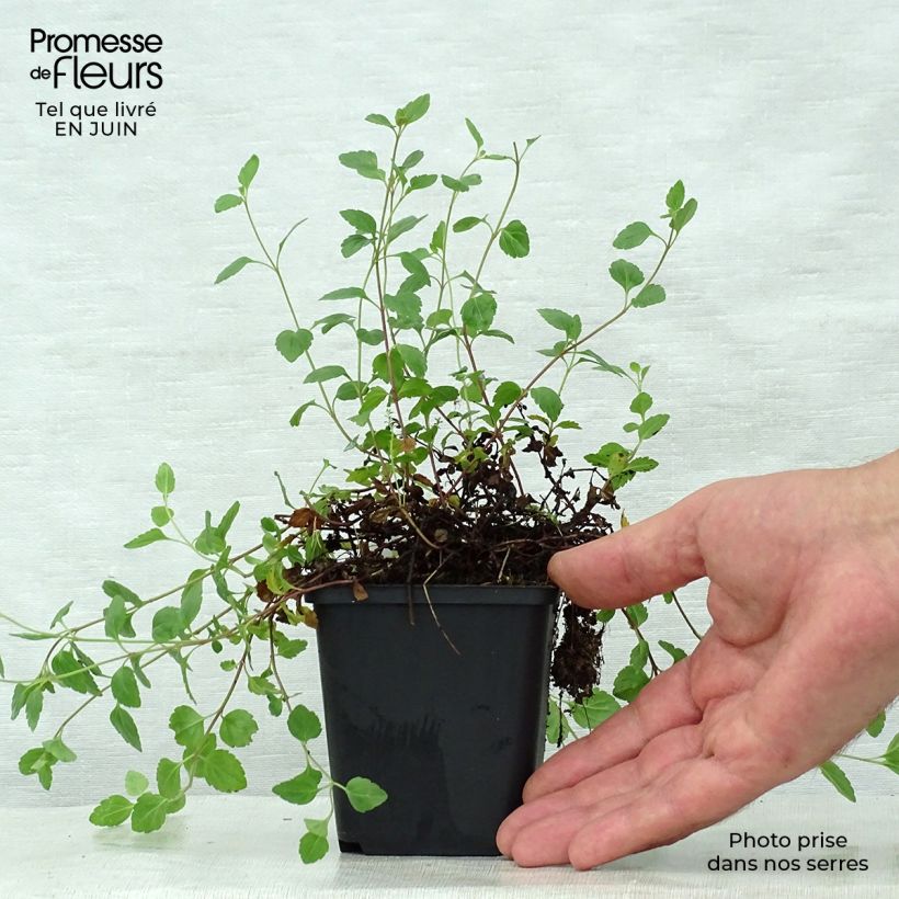Esemplare di Veronica petraea Madame Mercier Vasetto da 8/9 cm consegnato in estate