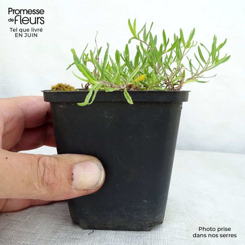Esemplare di Veronica prostrata Mrs Holt Vasetto da 8/9 cm consegnato in estate
