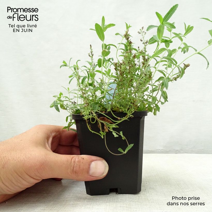 Esemplare di Veronica prostrata Vasetto da 8/9 cm consegnato in estate