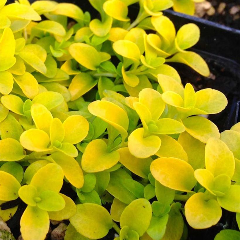 Veronica repens Sunshine - Veronica strisciante (Fogliame)