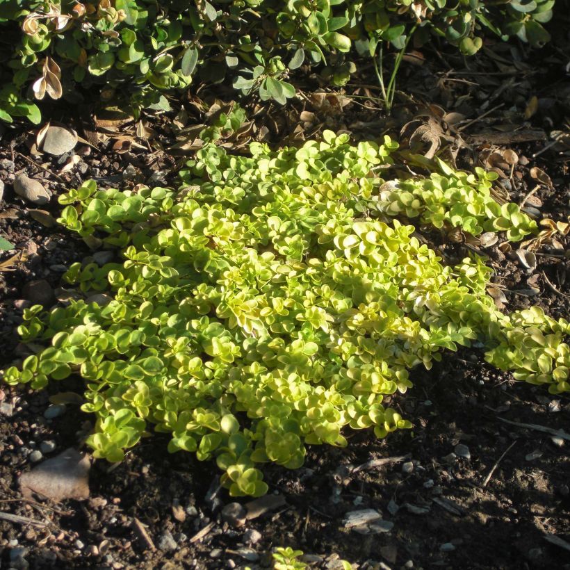 Veronica repens Sunshine - Veronica strisciante (Porto)