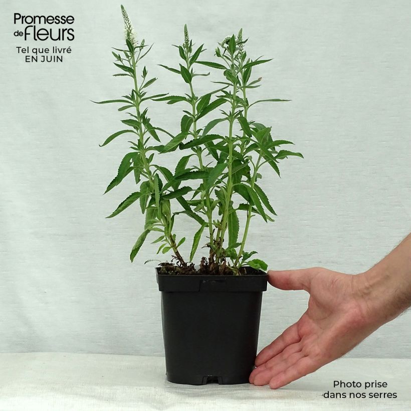 Esemplare di Veronica spicata Alba Vaso da 2L/3L consegnato in estate